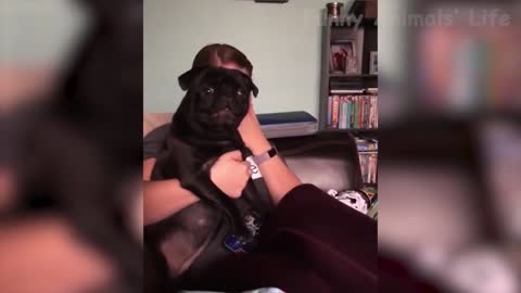 WAWAWAWAWA Dog