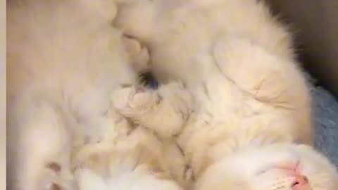 কিউট প্রানীগুলোর সুন্দর মুহূর্ত 😍 Cute animal's beautiful moments 😍