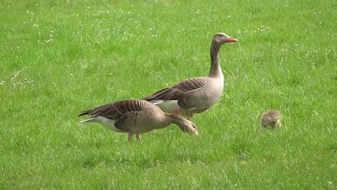 Birds grazing on field