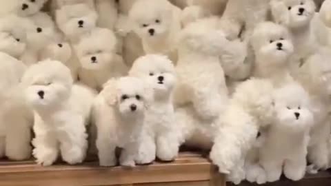 Cute puppy 🥰 funny moment 🤣