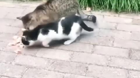 Two cats are playing together.