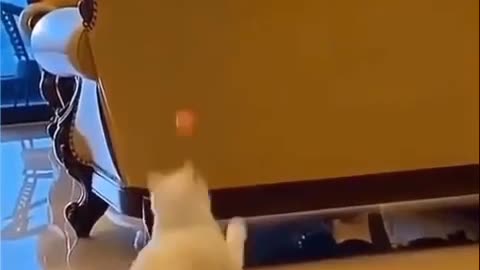CAT AND CAT PLAYING WITH EACH OTHER #CATSLOVER #CATS
