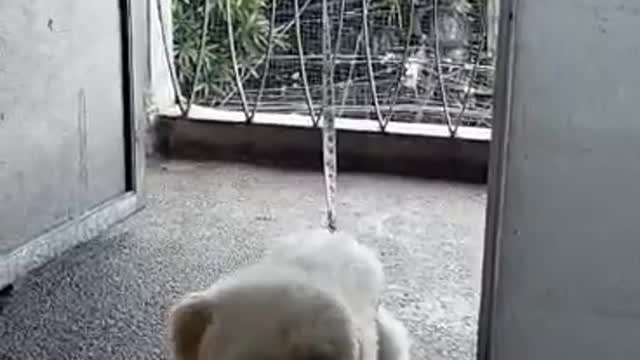The Very Smart & Cute Dog Is Trying To Escape from the Leash & Succeeded
