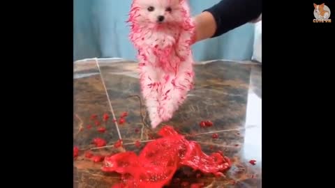 Cute Dogs Most Famous for tik tok |