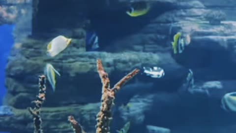 Fish water world