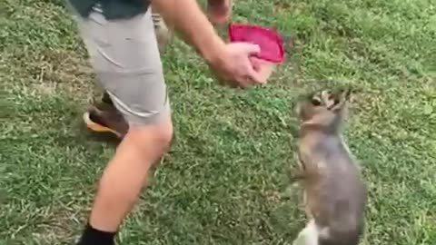 The animals 🤣😂 #funnyanimals #animalsfunny #pets #shorts