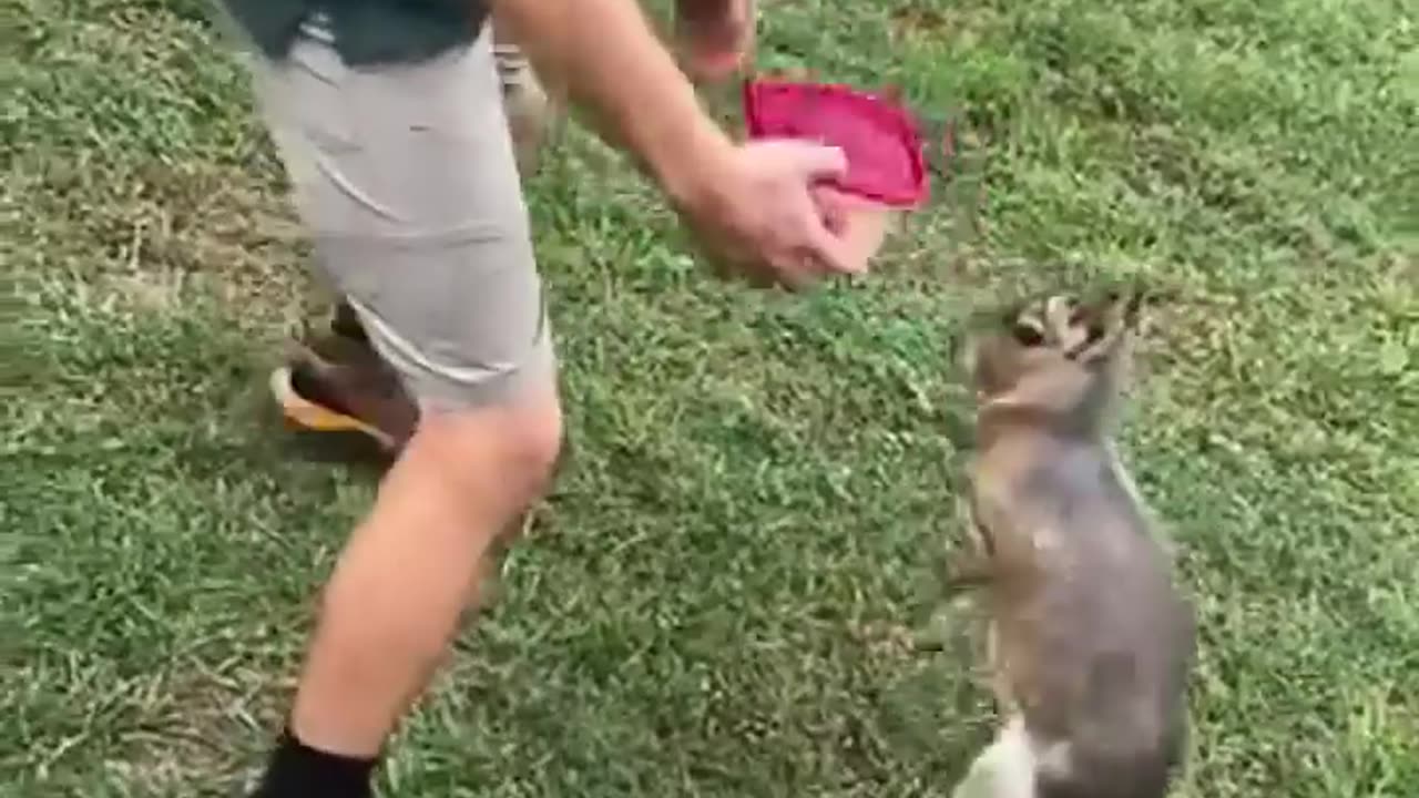 The animals 🤣😂 #funnyanimals #animalsfunny #pets #shorts
