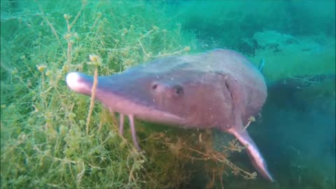 Strange fish, with a strange behavior !