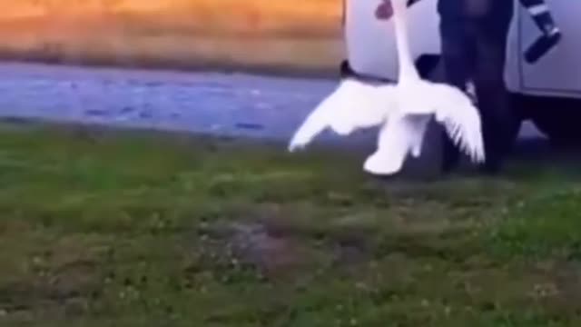Welcoming their master cute swan