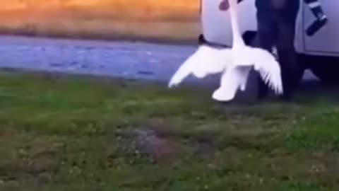 Welcoming their master cute swan