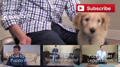 3 Things to teach your Puppy!