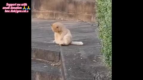 Funny video