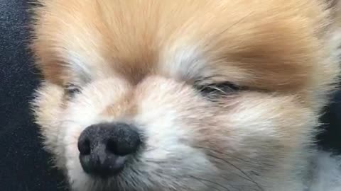 Pomeranian sleeping on back between two black legs