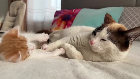 Dad Cat Ignore Tinny Kitten 🐈🐈🐈🐈