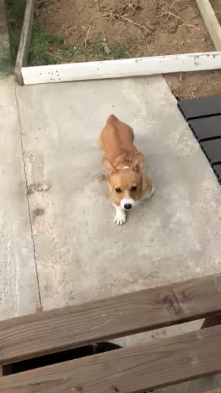 Corgi puppy plays ruff