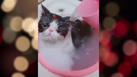 BEST FUNNY CAT VIDEOS 2021 BEST FUNNY VIDEOS 2 TRY NOT TO LAUGH CHALLANGE