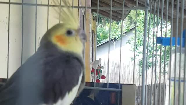 Bird