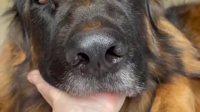 Dog lovers