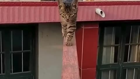 Funniest Cats Compilation😹 #cats #shorts #viral #pets #reels