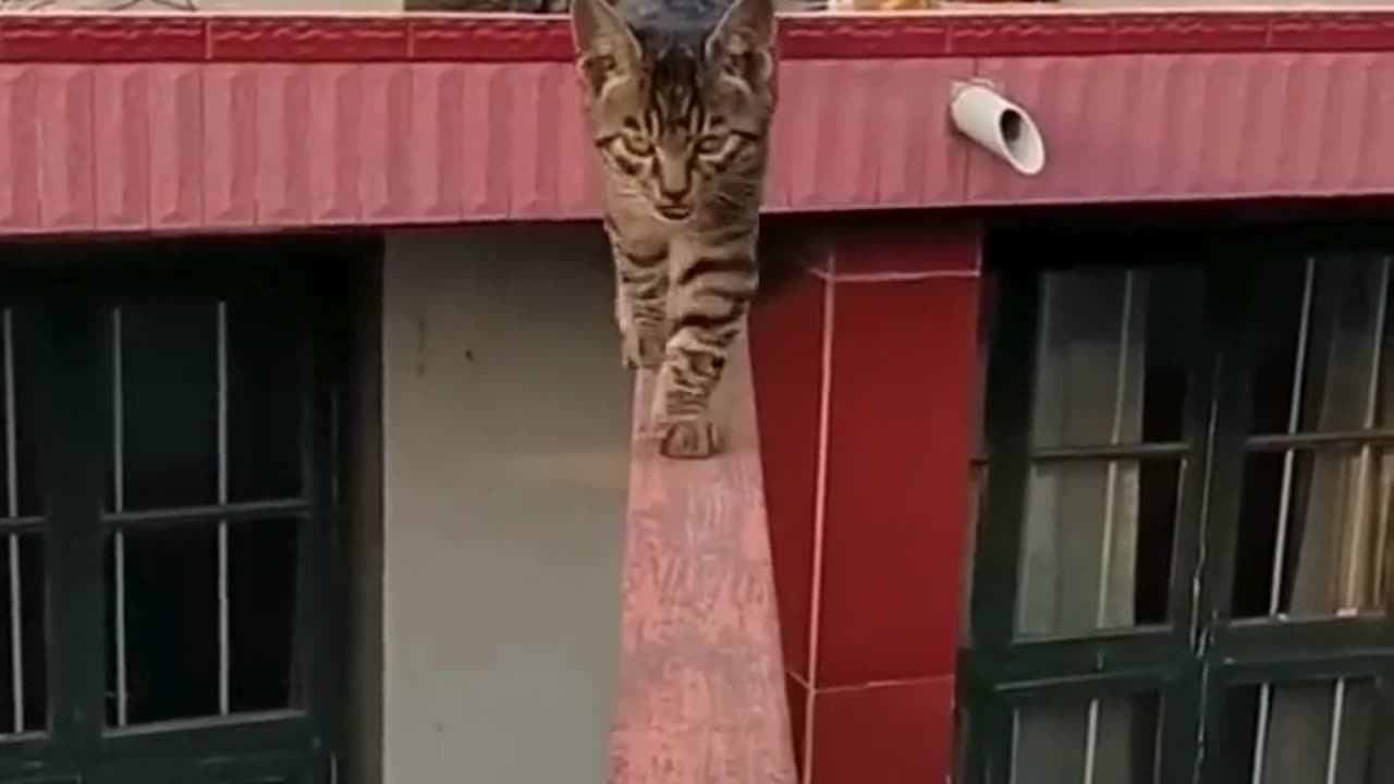 Funniest Cats Compilationš¹ #cats #shorts #viral #pets #reels