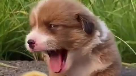 Cute Dog love || Cute Dog || 2021