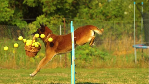 DOG: The Jumping Dog