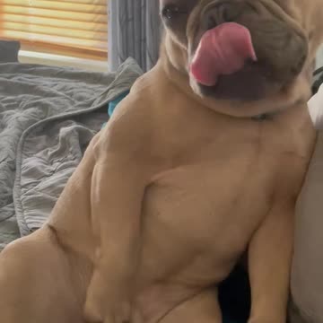 Frenchie Got an Itch!