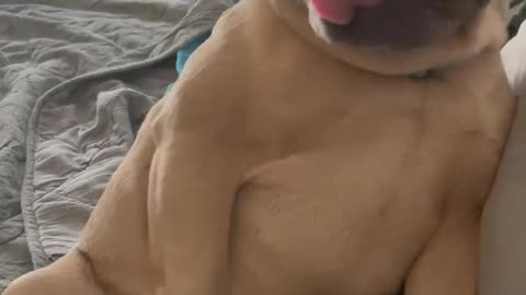 Frenchie Got an Itch!