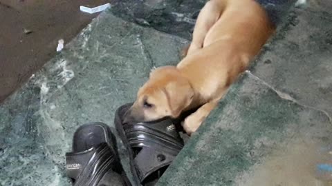 DOG PUPPIE