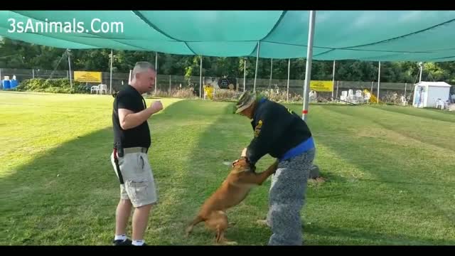 Better trained dogs that protect their owners and those around them