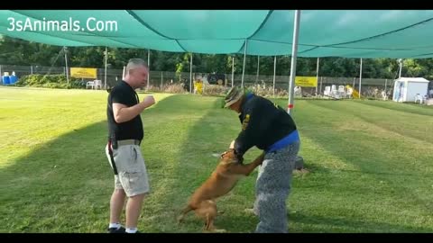 Better trained dogs that protect their owners and those around them