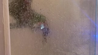 Parrot Prefers a Shower