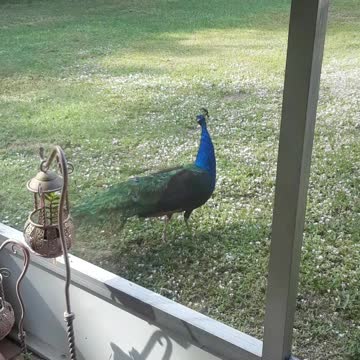 peacocks florida backyard wild 3