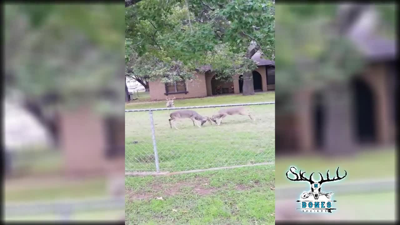 Three Bucks Fighting in Front Yard. AMAZING!!!!