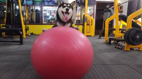 My Dog Husky Dog need attention Funny Dog Video Review_reloaded_Roxy
