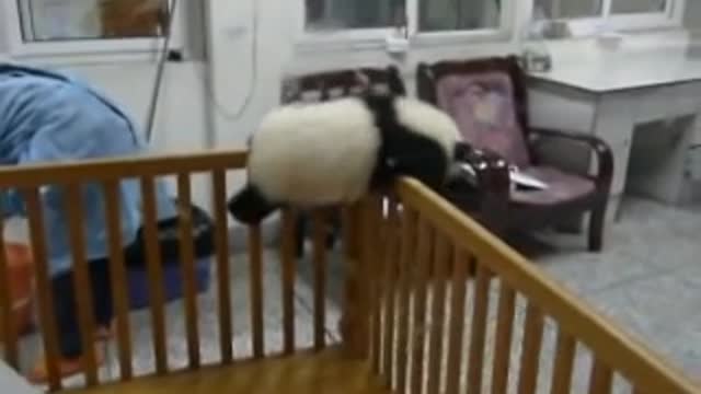 Escaping Baby Pandas!!!