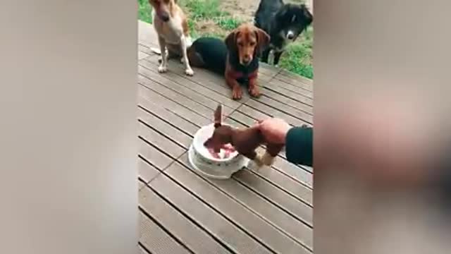 Funniest 🐶 Dogs and 😻 Cats - Awesome Funny Pet Animals Videos