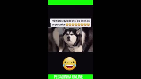 #pranks #videos #animals #funny #animals #animal life