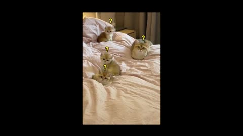 cute shorthair cat #pets #shorts #cats🐕🐈