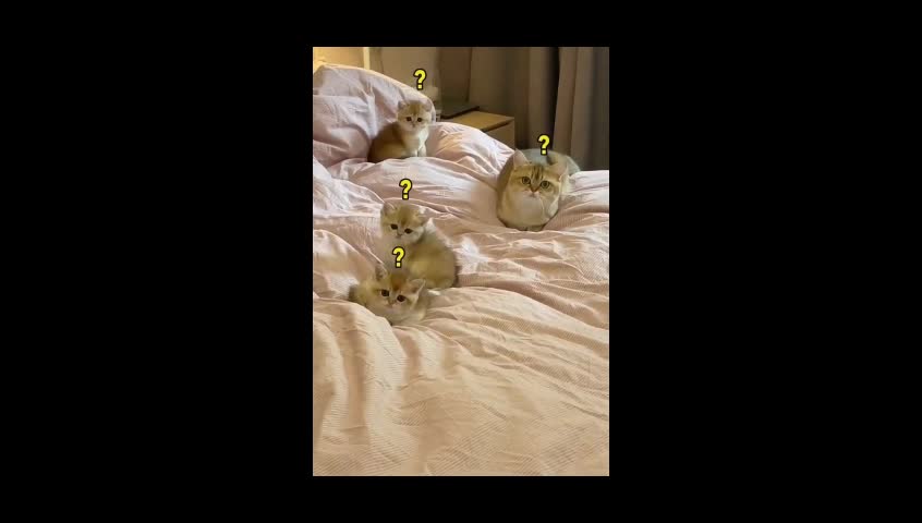 cute shorthair cat #pets #shorts #cats๐๐