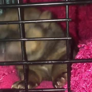Guy Diamond(newborn foster puppy) uses his kennel as a binky