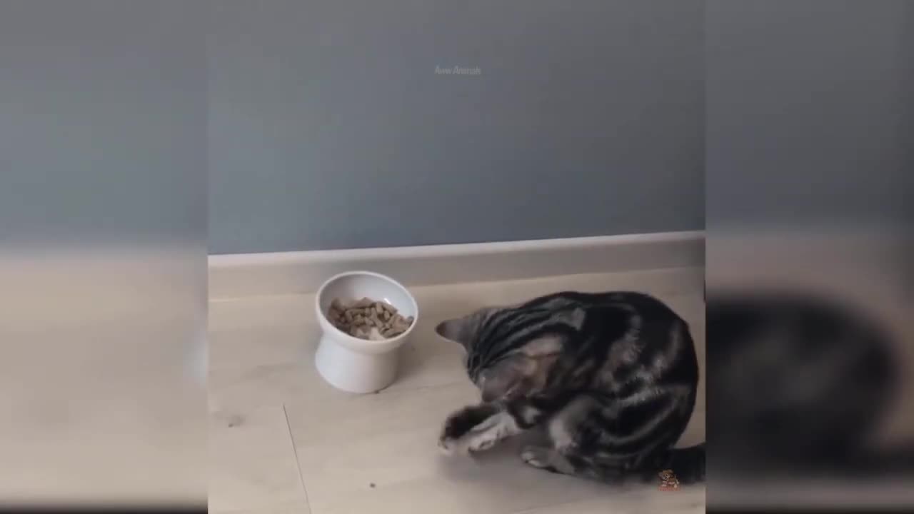 Baby Cats Cute and Funny Cats Funny Moments