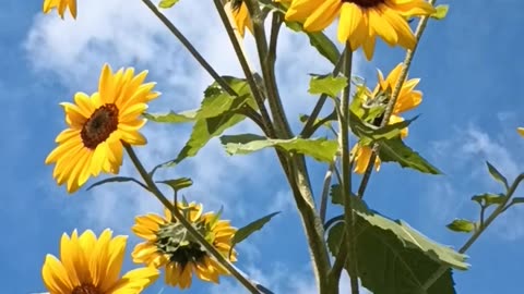 Sunflowers