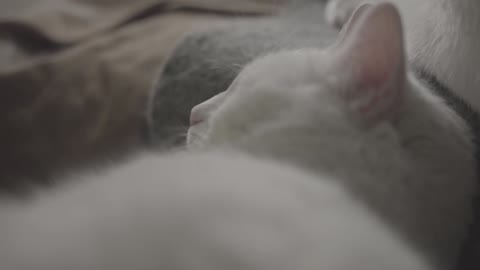 Cute cat sleep at crouch