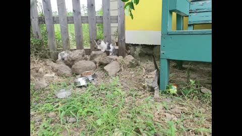 A cute cat is playing under the chair.
