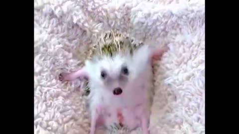 Funny And Cute Pets 2023 ｜ Try Not Laugh Funny Animals # 34