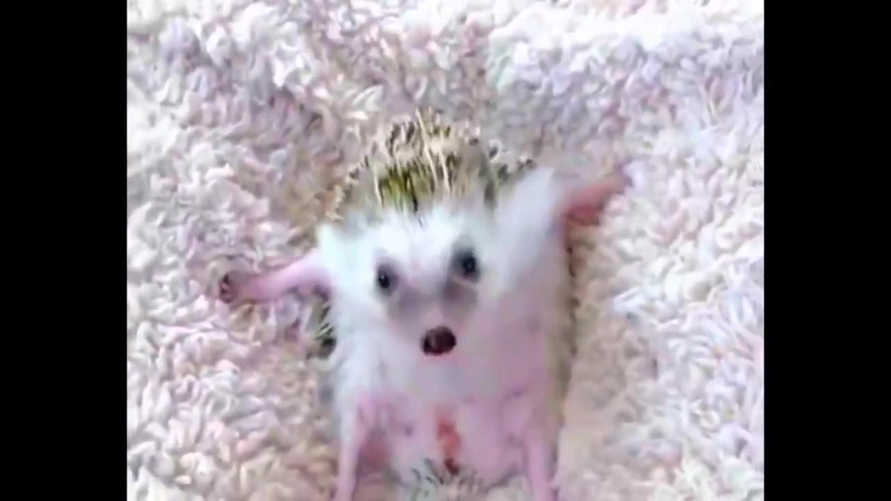 Funny And Cute Pets 2023 ｜ Try Not Laugh Funny Animals # 34