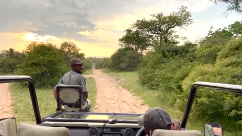 Top elephant attack videos like & share