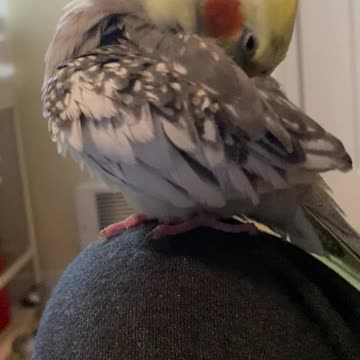 Cockatiel grooms himself
