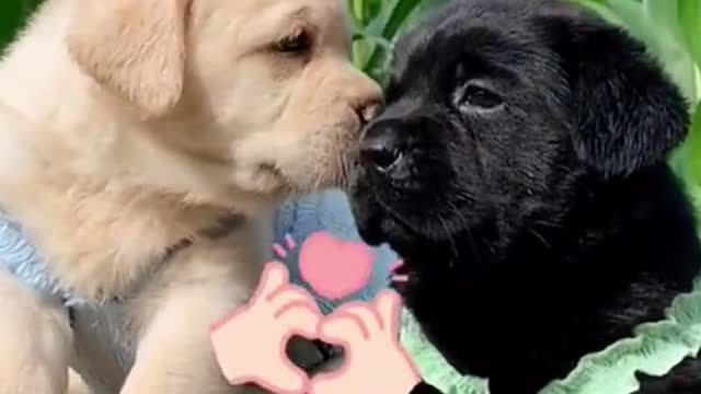 Cute and beautiful ❤️ dog